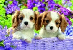 Ravensburger Freunde Mit Fell, 4er Set Puzzle, 2 X 20 / 2 X 24 Teile -Spielzeug Rabatte Geschäft 13015627 03