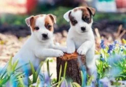 Ravensburger Kinderpuzzle - Kleine Fellknäuel - 2x12 Teile Puzzle -Spielzeug Rabatte Geschäft 24680564 02